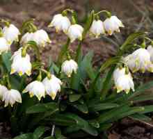 Floare albă de primăvară. Plantarea, reproducerea, îngrijirea