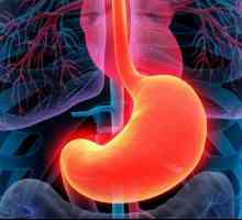 Proteină: digestia în organism