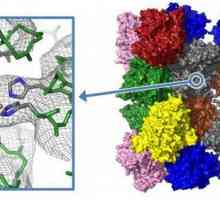 Proteină: structură și funcție. Proprietățile proteinelor