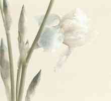 Irisuri albe: soiuri, descriere, trăsături de cultivare