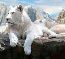 Leii albi - o legenda care a devenit o realitate