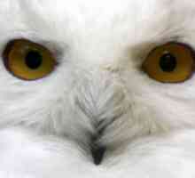 White Owls - pradă rară și frumoasă