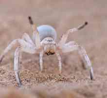 White Spider: Este periculos să-l întâlnești?