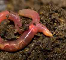 Whiteworm (crawl): descriere, reproducere și stocare