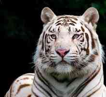Bengal alb tigru, uimitor și frumos