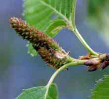 Birch muguri: proprietăți utile și contraindicații pentru utilizare