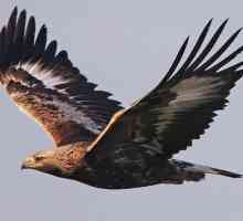 Vulturul de vultur - pasăre de munți înalți