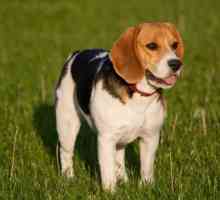 Beagle (câine). Pui de beagle. Beagle - câine de vânătoare