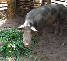 Bioadditive și stimulente pentru creșterea porcinelor: o prezentare generală, compoziția,…