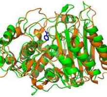Biochimia enzimelor. Structura, proprietățile și funcțiile
