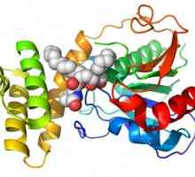 Rolul biologic al aminoacizilor și aplicarea lor