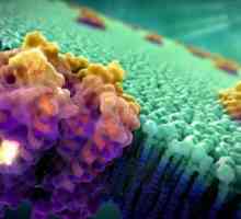 Rolul biologic al proteinelor membranare