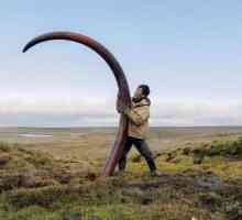 Mistrețul de mamut: extracția colților mamut, colții mamut