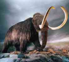 Colți de mamut. Valoarea și extracția lor