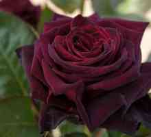 Black Baccarat - un trandafir cu o nuanta unica