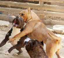 Câini de luptă pentru câini: prezentare generală și descriere