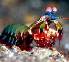 Rugăciunea mantisului: fotografie, puterea pumnului