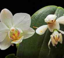 Mantis orchid - o insectă care arată ca o floare