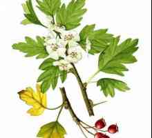 Păduță, fructe de pădure: aplicarea în medicina populară