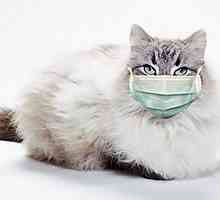 Boli ale animalelor domestice: calcivirus într-o pisică
