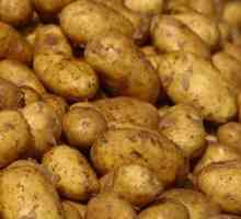 Bolile și controlul cartofilor. Cartofi: boli și dăunători