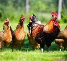 Boli ale găinilor: o descriere a simptomelor, tratamentului și prevenirii