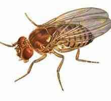 Combaterea muștelor: modalități de a ucide insectele