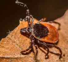 Luptele cu furnici și acarienii uciși