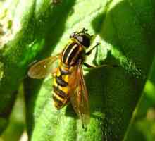 Lupta împotriva viespilor din țară prin metode diferite
