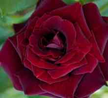 Bordeaux trandafiri - flori regale