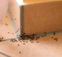 Acid boric de la furnici din apartament: o rețetă. Cum să scapi de furnici în apartament