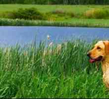 Боррелиоз у собак: причины, симптомы и особенности лечения