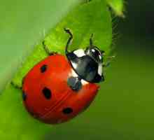 Ladybird șapte puncte: o descriere a felului și utilității pe care o aduce