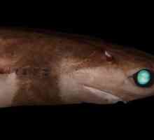 Rechin de rechin brazilian: fotografie, descriere, dimensiuni, reproducere