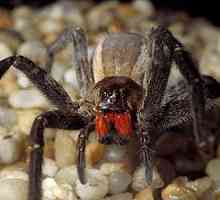 Brazilian rătăcitor păianjen - un reprezentant al Cartii Recordurilor Guinness