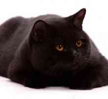 British Black Cat: descriere, caracteristici, caracteristici, și recenzii