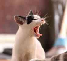 Astm bronșic la pisici: simptome și tratament