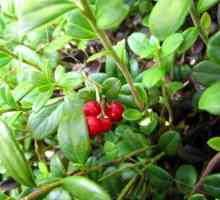 Frunze de frunze de căpșuni: rău și beneficii, instrucțiuni de utilizare, proprietăți,…