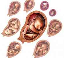 Mamele viitoare: dezvoltarea embrionului în câteva săptămâni
