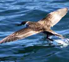 Petrel: o pasăre de vreme rea și un simbol al mării