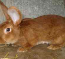 Burgundy iepure: descriere, caracteristici, conținut și recenzii