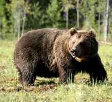 Urs brun: o scurtă descriere, masă, dimensiuni. Obiceiurile unui urs brun