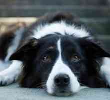 Câinii au epilepsie? Cauze, simptome și tratamentul unui animal de companie