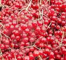 Vindecarea fructelor de padure cu viburnum - beneficiul si raul retetelor populare!