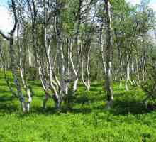 Lanțul de hrănire în pădurile cu frunze largi din Federația Rusă. Câteva exemple