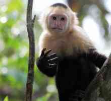 Lanț de maimuță: descriere, specie, habitat