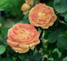 Trandafiri de ceai hibrid: soiuri, descriere, plantare și îngrijire