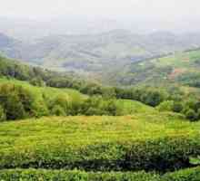 Case de ceai din Soči: satul Uch-Dere, istoria și cultura ceaiului rusesc