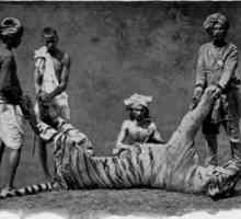 Tigrul Champavat este un ucigaș de animale, care a dat naștere la multe coșmaruri