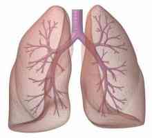 Frecvența histologică a sistemului respirator
